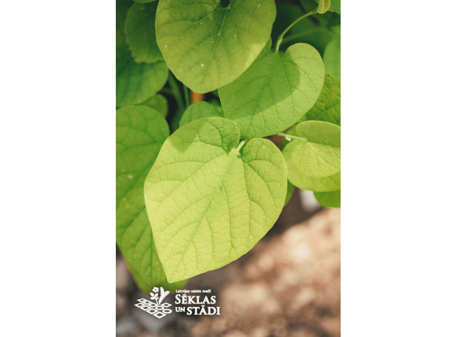 Aristolochia macrophylla